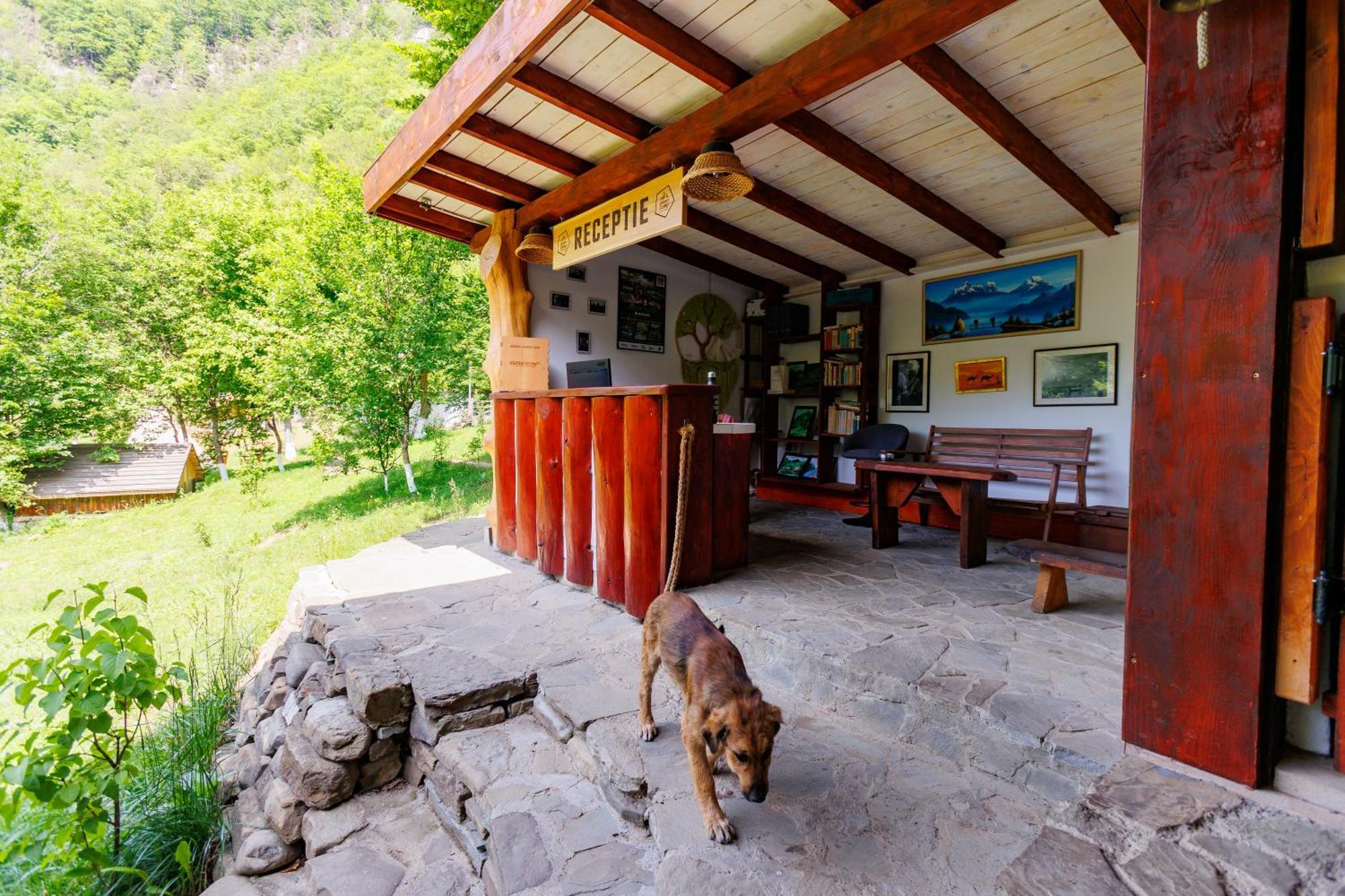 Camping Camp - Adventure Glamping Gura Teghii
